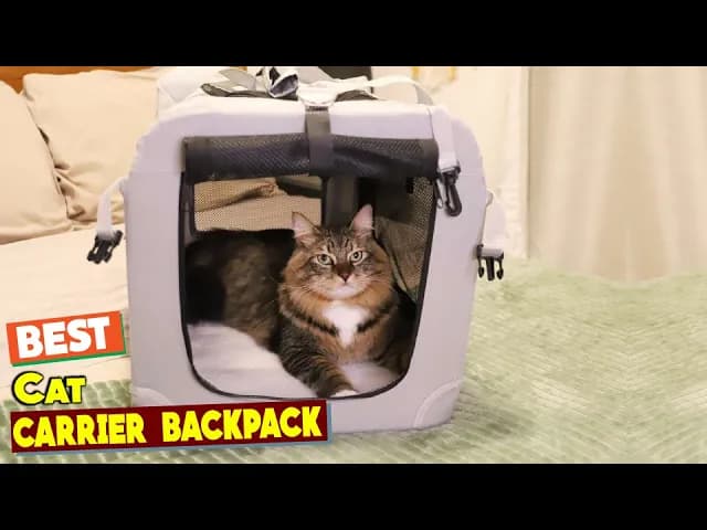 Big Cat, Big Comfort: 5 Best Carriers for Large Cats