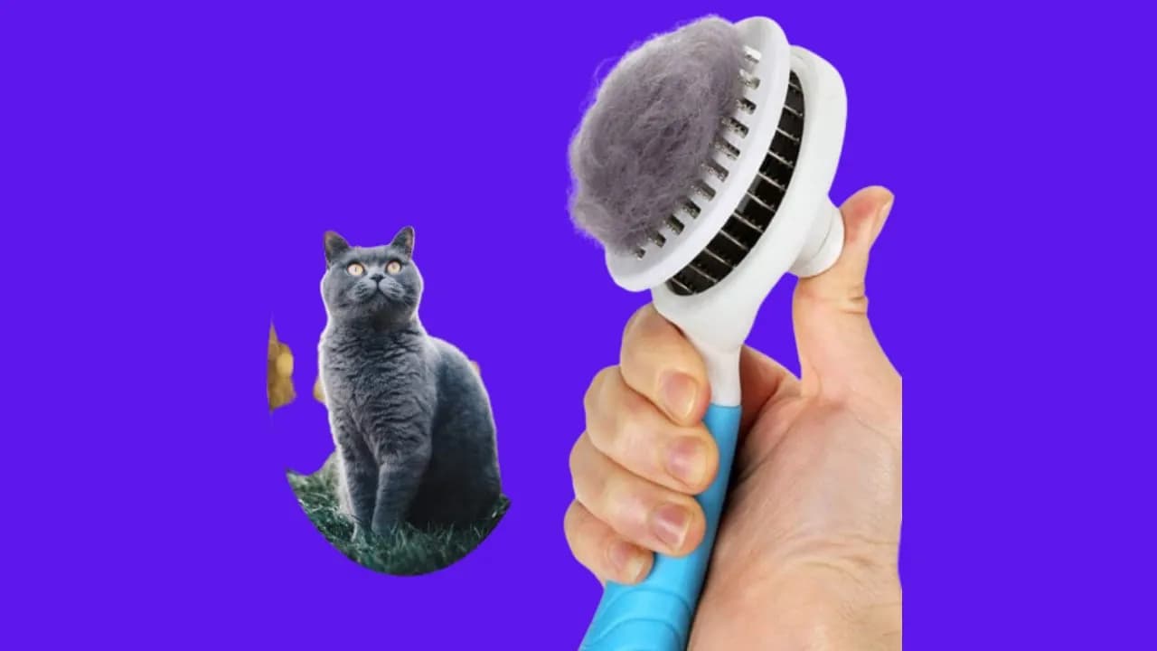 Before You Buy itPlus Cat Grooming Brush, Self Cleaning Slicker Brushes for Dogs Cats